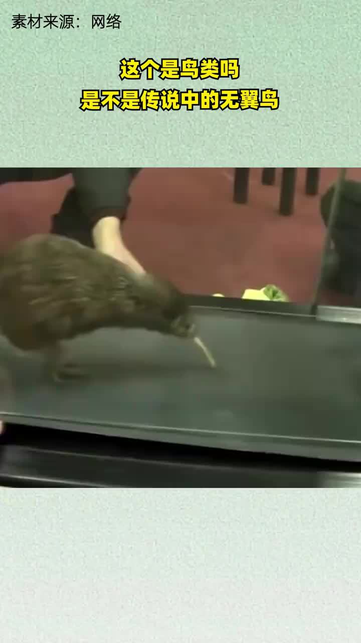 这个是鸟类吗，是不是传说中的无翼鸟__高清在线观看-PP视频-原PPTV聚力视频