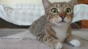 趴在地上的猫咪一脸好奇的看着主人,你这是怎么了,表情好呆!