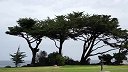 天天逗文涛-17英里与树共舞：bye bye，美国西岸