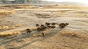 寻味中国探鲜北疆 百万阿勒泰羊大迁徙 百克力大赞全鱼宴