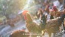 山东临沂的这家农家乐，地锅鸡是招牌，城里人特地来吃