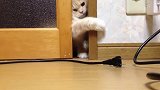 猫咪怎么努力都推不开门，急着转转围，太可爱了