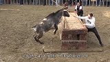 公牛遭到人类挑衅，一头把男子撞进水中，真是太危险了
