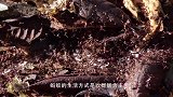 在非洲有一种蚂蚁可以缝合伤口，痊愈后痂自动脱落