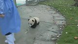 熊猫：看本宝宝跑的快不快，灵不灵活！