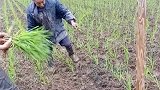 现在的农民太难了，没有水只能这样种水稻