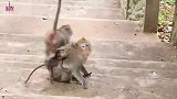 小猴子，快节奏的武打片
