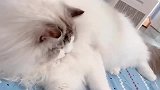 布偶猫：愚蠢的人类，你们真以为我傻呀！
