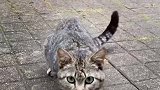 猫咪妈妈用心的试探，先是自己来