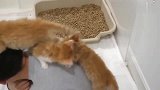 橘猫：这个人身上长了好多猫