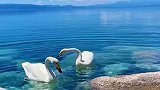 成双成对的白天鹅，在赛里木湖嬉戏