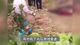 重庆开州区6位村民疑似气体中毒，3人抢救无效死亡，坑内堆放大量柑橘