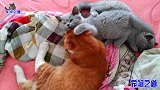 两只小奶猫把公橘猫当成妈妈，追着它要吃的，公橘猫的反应太逗了