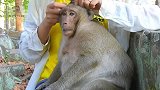 美女给猴子按摩 结果把猴子给惹怒了， 发生尴尬一幕