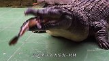 日本老人饲养“鳄鱼”当宠物，每天一起生活，去逛街就“溜鳄鱼”