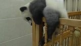熊猫宝宝爬床越狱，不料被奶妈撞个正着，下一秒忍住千万别笑