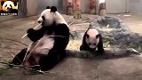 熊猫香香和妈妈背靠背坐着吃竹子，反差萌治愈人心