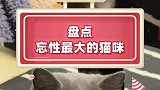 猫猫疑惑，这谁？猫咪的迷惑行为