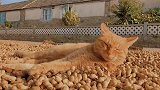 猫咪视角看农村：温暖的回家路！