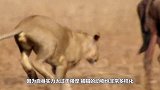 鬣狗咬住母狮的鼻子，雄狮脾气上来后，6秒后鬣狗瞬间老实了！