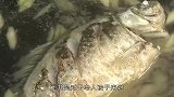 炖鱼汤时，30年大厨透露：多放这一味调料，鱼肉和汤腥还不鲜！