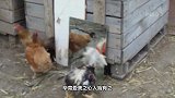 小兔子第一次照镜子，大家看完忍住别笑，小模样太可爱了