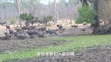 野狗群围攻水牛，水牛不幸失去自己的孩子，野狗同时击杀鬣狗！