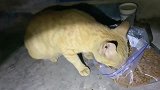 流浪猫：饿了好几天终于可以好好吃饭了，好心人给的猫粮！