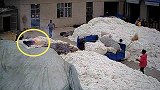 花农解不开包袱竟用火机去烧，收购站内上万斤棉花被烧成灰烬 