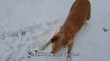 看这只鸡第一次在雪地上走，下一秒憋住别笑！镜头记录全过程