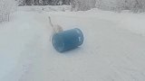 狗狗和主人在雪地里玩蹦床，看着就很搞笑，你想玩吗