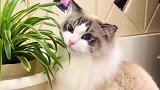 可怜的布偶猫，饿的开始吃草了，网友：快给它小鱼干！