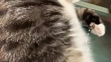 猫：走开，让我一个猫静静！