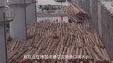 满载价值3亿的木材通过海盗区回归休假，全程实录