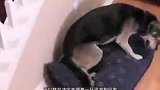 为什么动物收容院都是老狗，人们都不愿收养流浪狗了