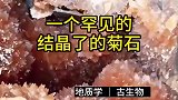 这块石头表面像个蛋，结果是一块罕见的菊石结晶，敲开一看我是不是赚了？