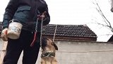 出门遛狗要带牵引绳