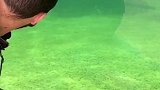 闹天宫的是我猴哥，八戒是我弟