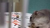 大咖笑料-20170305- 仓鼠起床第一件事竟是卖萌