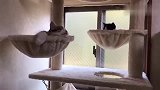 整天把小猫抱在怀里，如今小猫长大了，大猫还是不想放手