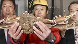 日本一只螃蟹拍出500万日元高价：破吉尼斯世界纪录