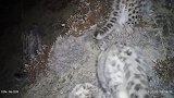 罕见！甘肃祁连山区首次拍到四只雪豹同框活动画面