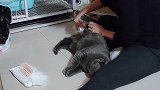 猫咪的生活要有仪式感
