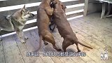 比特犬的游戏，狼都插不上手，原来比特犬一身的肌肉都这么来的