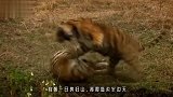 西伯利亚虎大战鬃毛大雄狮，若非饲养员一声断喝，其命休矣！