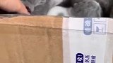 小猫：快放开我，我要找我妈妈!