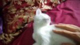 发现一只雪白的猫咪，看这享受的样子，真是太可爱了！