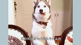 哈士奇幼年因一场犬瘟留下后遗症，舌头歪了，眼睛却如带了美瞳