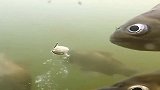 这些鱼都成精了，鱼食吃完还不上钩，直接把钓鱼人耍的团团转！