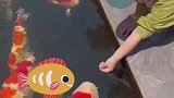 锦鲤被养得像锦猪，萌娃还摸鱼头